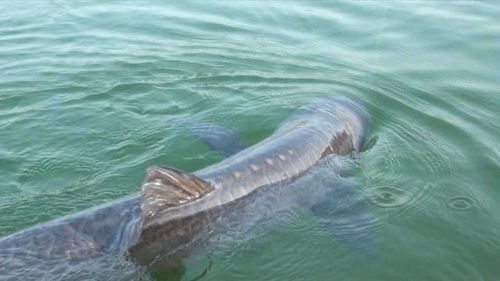 “大風垂釣青魚神器，一網打盡技巧揭秘！”