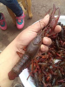 “釣具爆款！小龍蝦垂釣園門票，釣魚新體驗神器！”