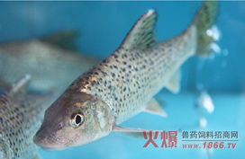 藥餌治魚病，藥性知多少？