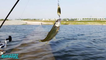 “蝦塘垂釣神器，釣具爆款新選擇！”