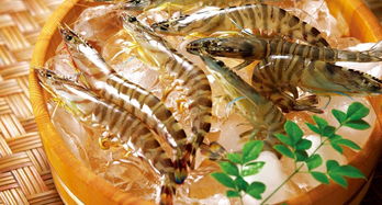 蝦養必投藥餌，健康保障關鍵。