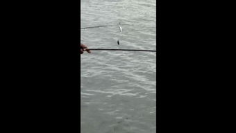 路亞海釣鱸魚，技巧精簡，餌選關鍵。