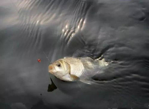 找準釣點，精調窩漂，野釣鯽魚有妙招。