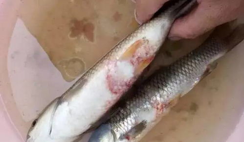 鳙魚藥餌投餵：安全用藥，科學投餵