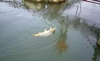 網箱垂釣神器，一網打盡大魚！