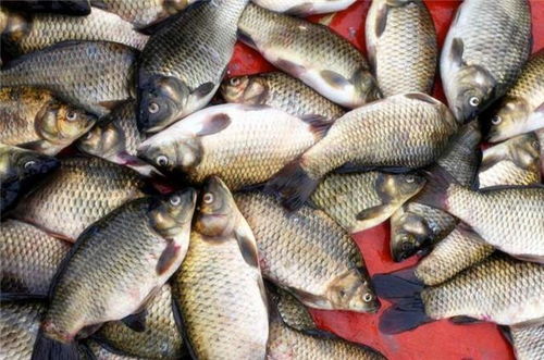 在小雜魚較多的水庫釣魚，如何避開小雜魚取得喜人的漁獲？