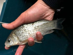 在小雜魚較多的水庫釣魚，如何避開小雜魚取得喜人的漁獲？