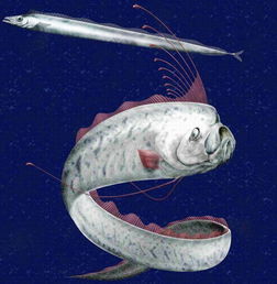 皇帶魚是什麽魚？