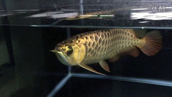 泰國虎魚是什麽魚