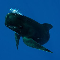 領航鯨是什麽動物