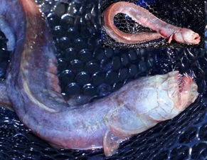 須鳗蝦虎魚是什麽魚