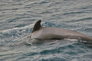 領航鯨是什麽動物