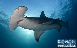 世界上最恐怖的鲨魚排行榜