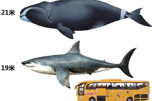 巨齒鲨的祖先是什麽