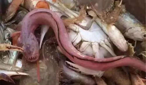 須鳗蝦虎魚是什麽魚