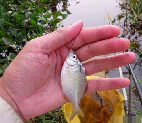 鳊魚用什麽餌料釣 鳊魚的釣法及餌料