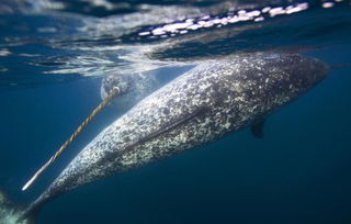 獨角鯨是什麽動物