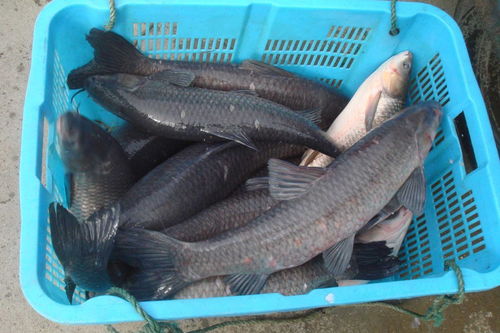 青魚是我們常釣的魚種，要想釣到大青魚，要掌握哪5個要點？