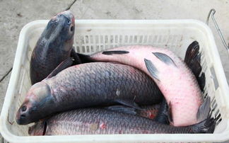 青魚是一種生長迅速，體型很大的魚類，庫釣青魚最實用的技巧有哪些？